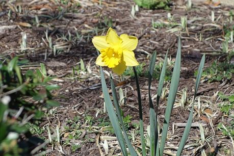2016-03 - 72 - Daffodil